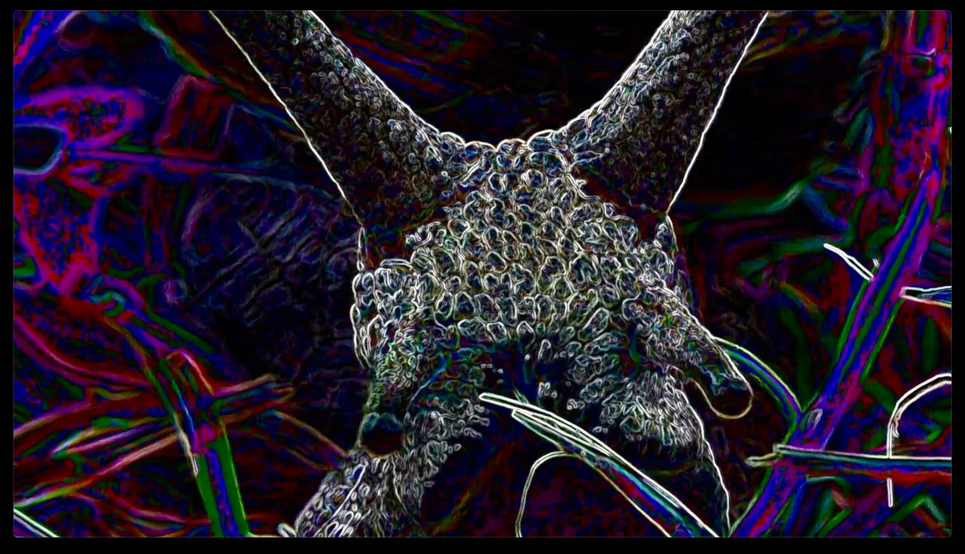 Filmmaker Interview for “The Wild Snail”